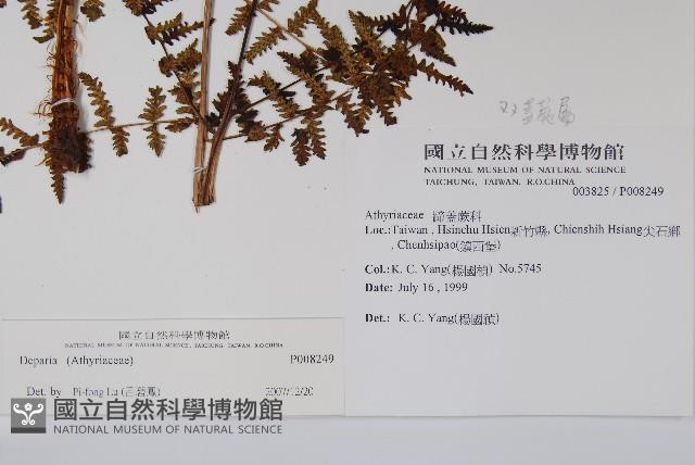 對生蹄蓋蕨藏品圖，第2張