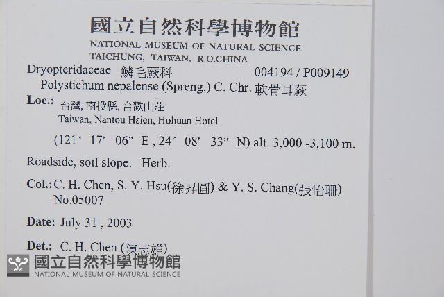 擬芽孢耳蕨藏品圖，第2張