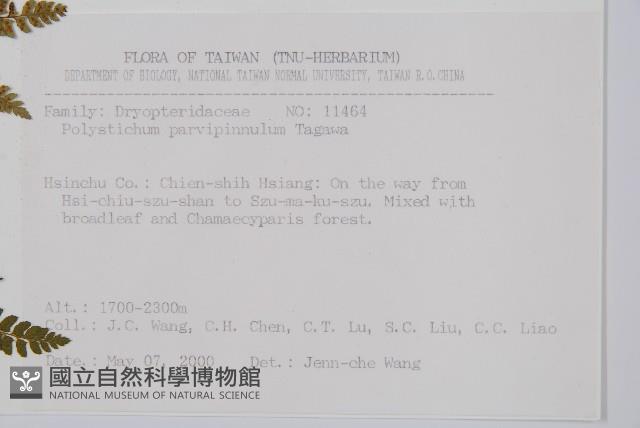 尖葉耳蕨藏品圖，第2張