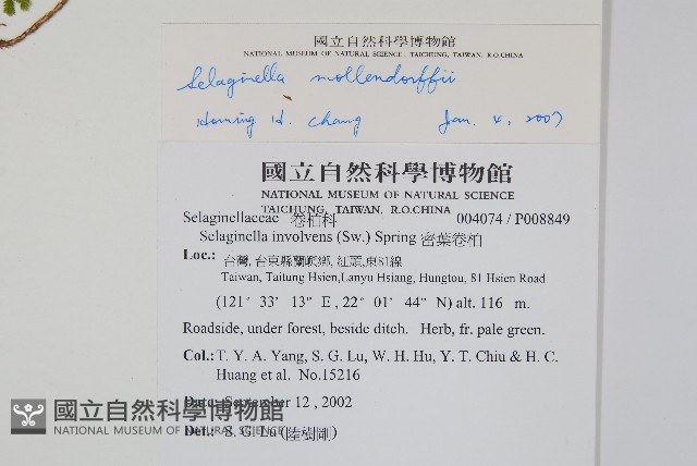 異葉卷柏藏品圖，第2張