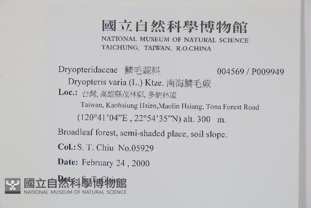 南海鱗毛蕨藏品圖，第2張