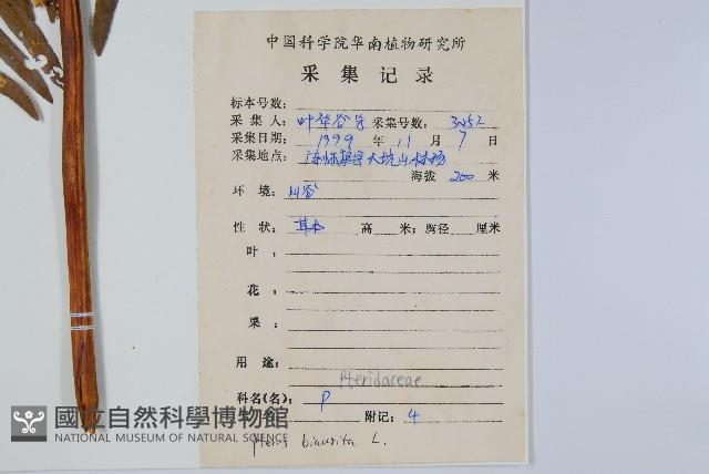 弧脈鳳尾蕨藏品圖，第2張