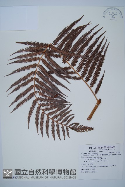 臺灣金狗毛蕨藏品圖，第1張