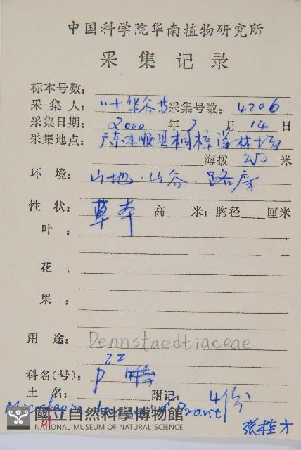 華南鱗蓋蕨藏品圖，第5張