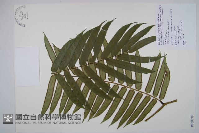 Vessel fern Collection Image, Figure 1, Total 2 Figures