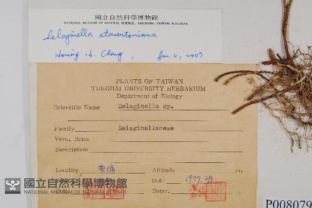 擬密葉卷柏藏品圖，第2張