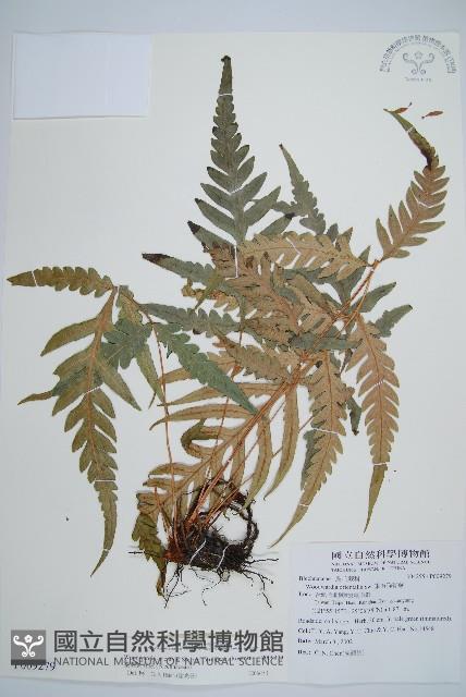 臺灣狗脊蕨藏品圖，第1張