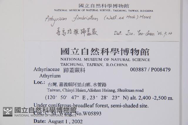 三回蹄蓋蕨藏品圖，第2張