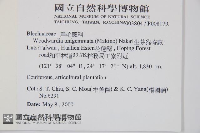 生芽狗脊蕨、頂芽狗脊蕨藏品圖，第2張