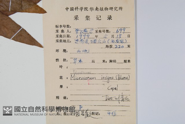 箭葉星蕨藏品圖，第2張