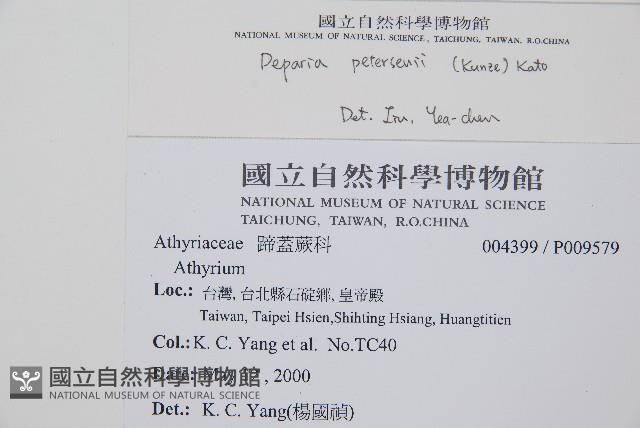 假蹄蓋蕨、東洋蹄蓋蕨藏品圖，第2張