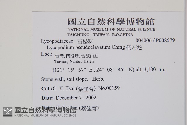 假石松藏品圖，第2張