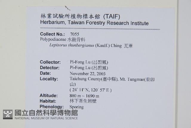 瓦葦藏品圖，第2張