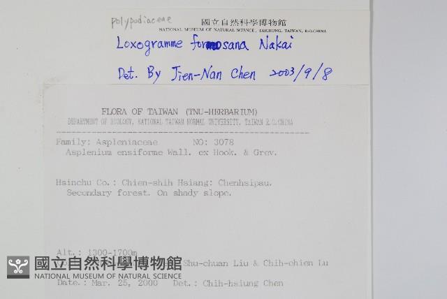 台灣劍蕨藏品圖，第2張