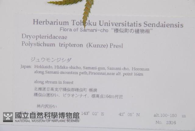 三叉耳蕨藏品圖，第2張