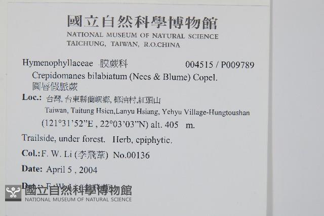 圓唇假脈蕨藏品圖，第2張