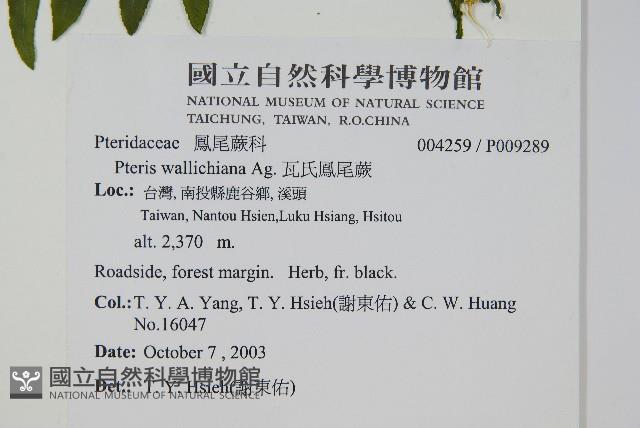 瓦氏鳳尾蕨藏品圖，第2張