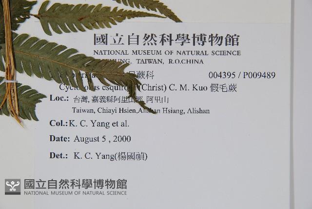 假毛蕨藏品圖，第2張