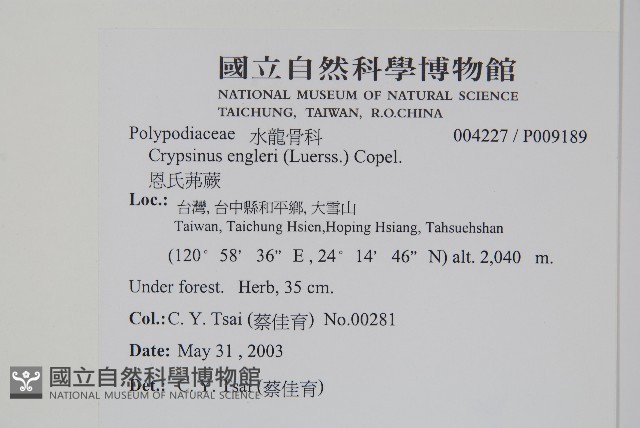 恩氏茀蕨藏品圖，第2張