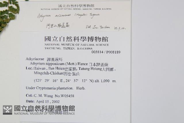 阿里山蹄蓋蕨藏品圖，第2張