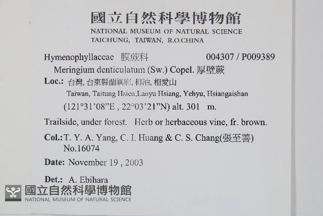 厚壁蕨藏品圖，第2張