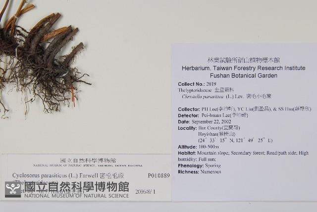 密毛毛蕨藏品圖，第2張