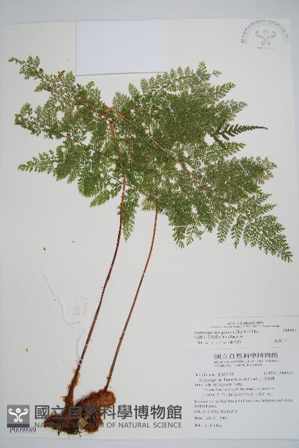 台灣小膜蓋蕨藏品圖，第1張