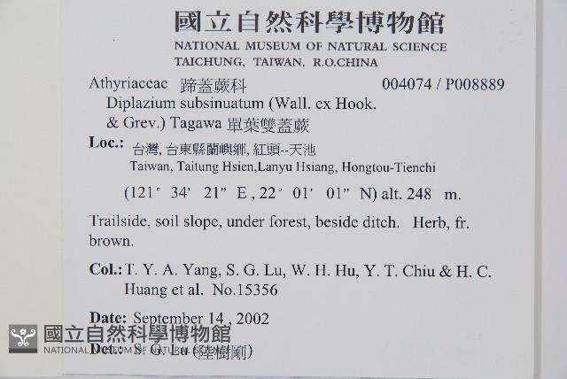 單葉雙蓋蕨藏品圖，第2張