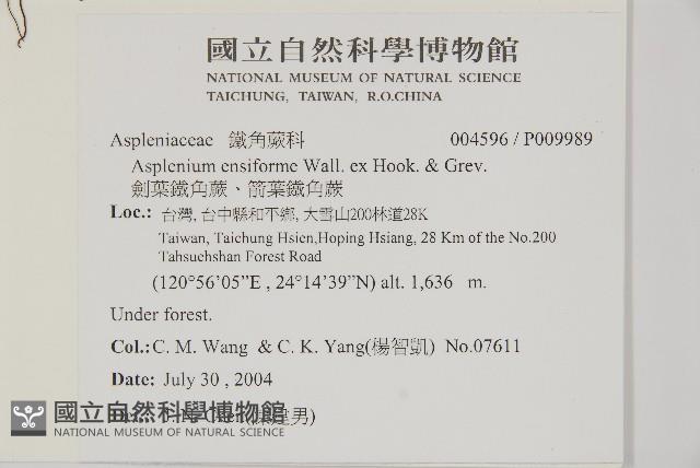 劍葉鐵角蕨、箭葉鐵角蕨藏品圖，第2張
