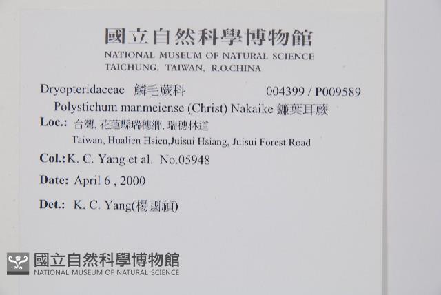鐮葉耳蕨藏品圖，第2張
