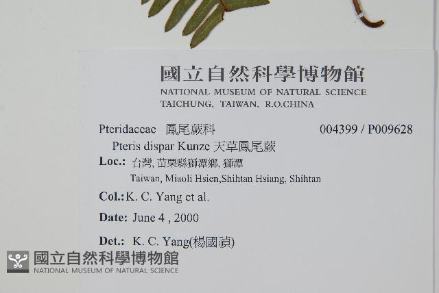 天草鳳尾蕨藏品圖，第2張