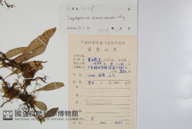 披針骨牌蕨藏品圖，第2張