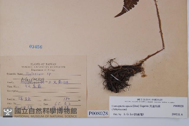 黑葉貞蕨藏品圖，第2張