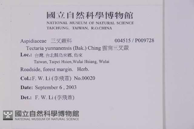 雲南三叉蕨藏品圖，第2張