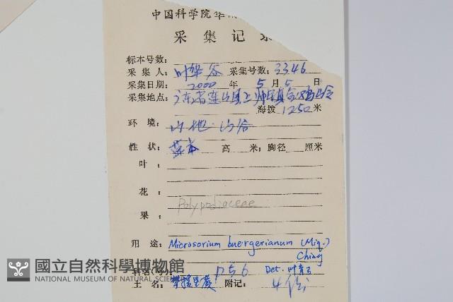 波氏星蕨藏品圖，第2張