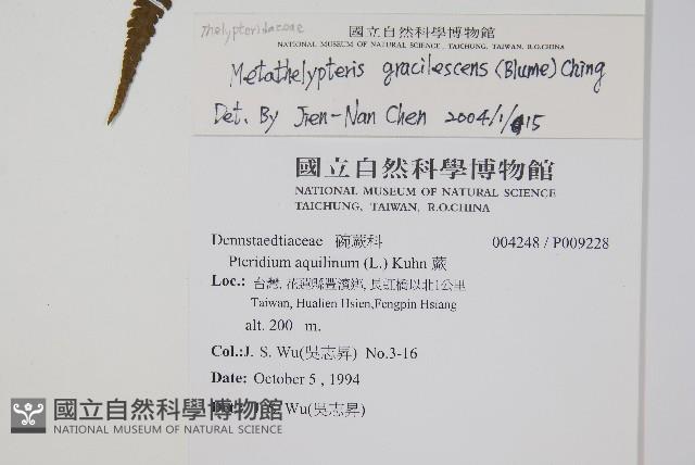 光葉凸軸蕨藏品圖，第2張