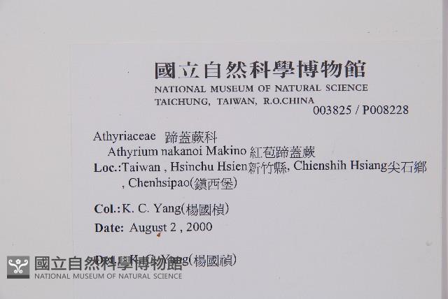 紅苞蹄蓋蕨藏品圖，第2張