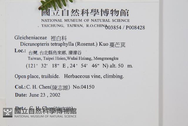 蔓芒萁藏品圖，第2張