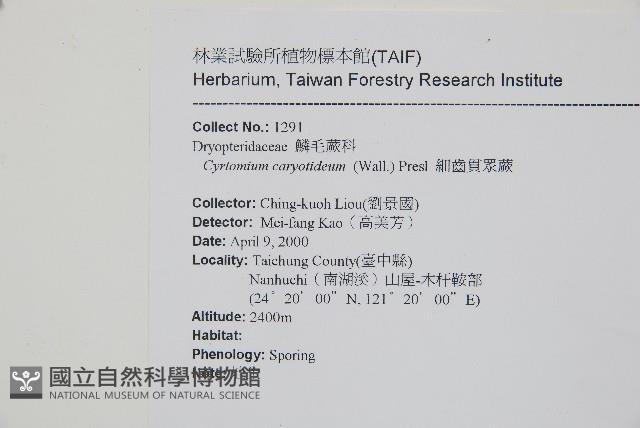 細齒貫眾蕨藏品圖，第2張