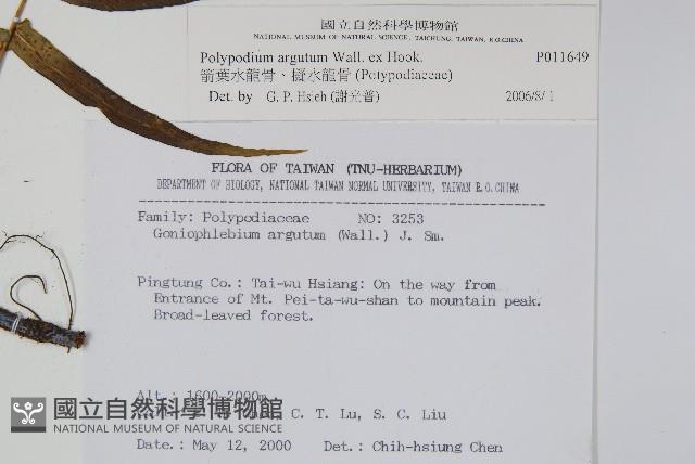 箭葉水龍骨、擬水龍骨藏品圖，第2張