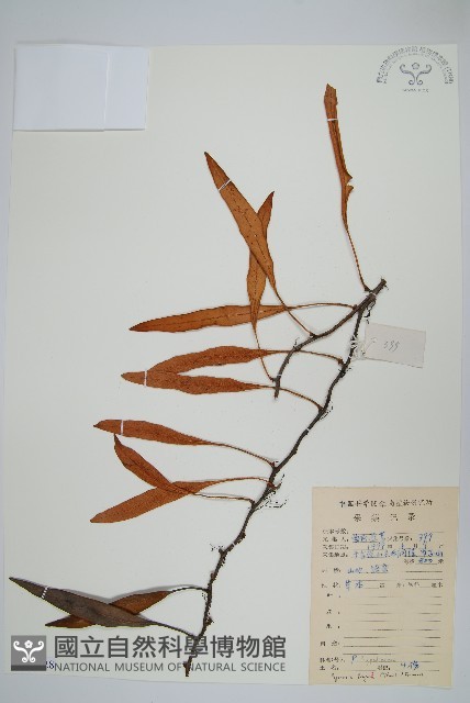 石葦藏品圖，第1張