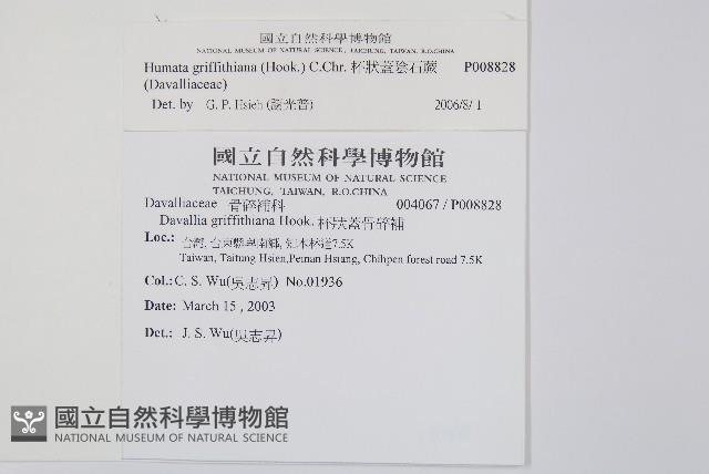 杯狀蓋陰石蕨藏品圖，第2張