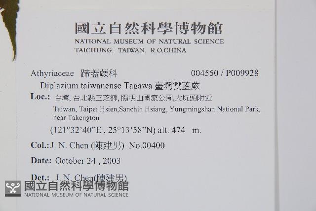 臺灣雙蓋蕨藏品圖，第2張