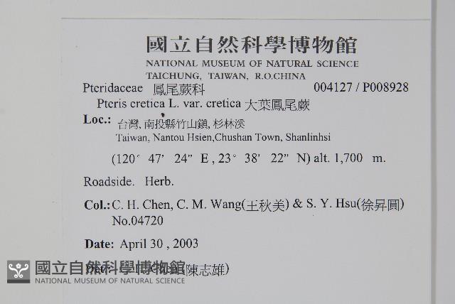 大葉鳳尾蕨藏品圖，第2張