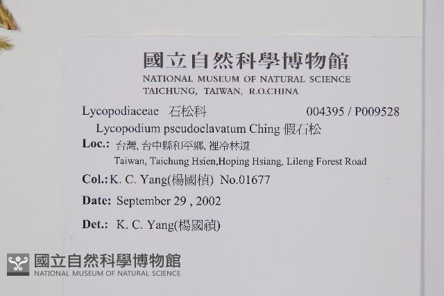 假石松藏品圖，第2張