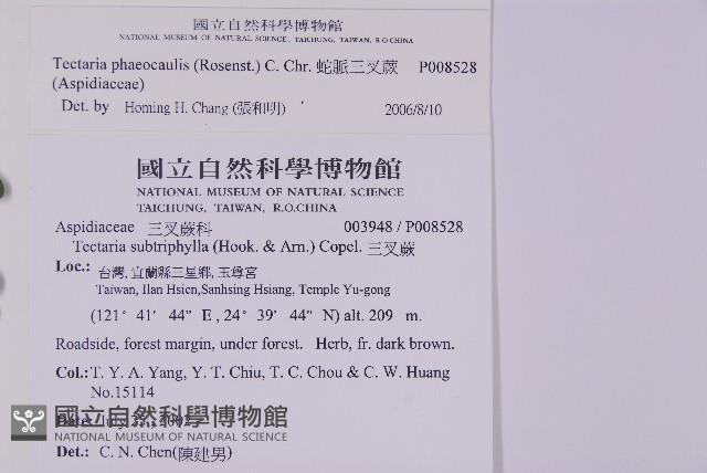 蛇脈三叉蕨藏品圖，第5張