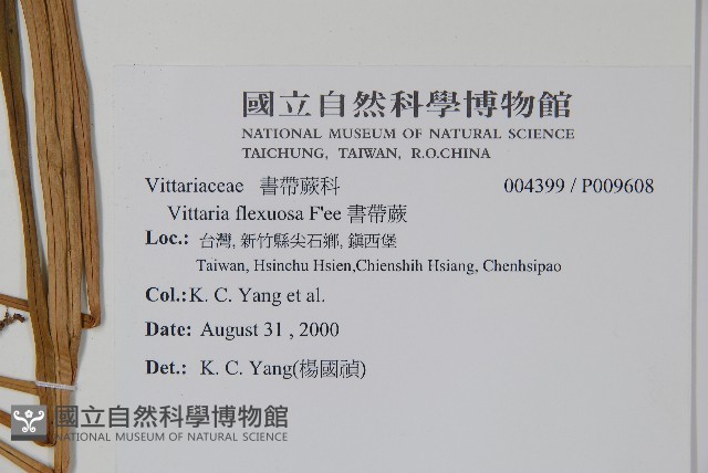 書帶蕨藏品圖，第2張