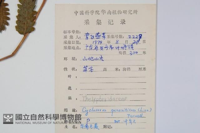 密毛毛蕨藏品圖，第2張