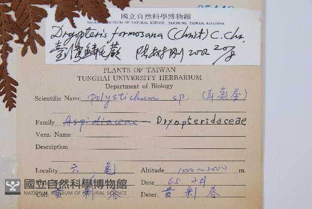 臺灣鱗毛蕨藏品圖，第2張