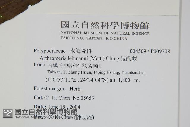 肢節蕨藏品圖，第2張